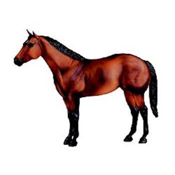 AQHA Jet Deck