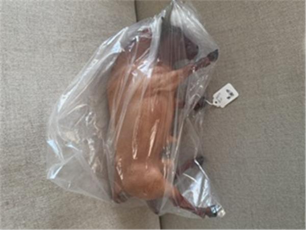 Breyer Spanish Fighting Bull Red Roan FLINT