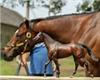 Cody's Wish race horse