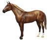 AQHA 75th Anniversary Edition