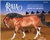 Arabian  Raia Limited Edition
