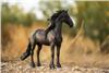 Friesian Stallion