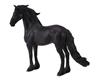 Friesian Stallion