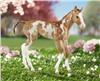 Camilla-Springtime Filly
