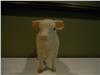 Charolais Bull