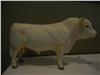 Charolais Bull