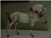Robert Vavra's Majestad Andalusian
