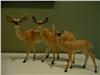 Deer Family