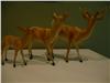 Deer Family