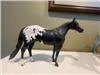 Peter Stone Black Appaloosa