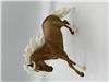 Palomino Future is Bright