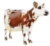 Elsa Special Run cow