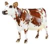 Elsa Special Run cow