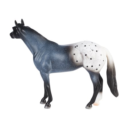 Blue Roan Appaloosa