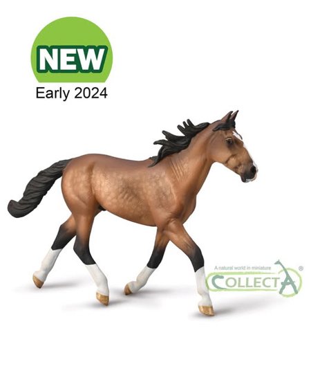Standardbred Pacer Stallion - Bay