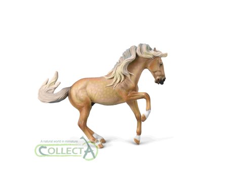 Lusitano Stallion - Sooty Palomino
