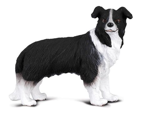 Border Collie dog