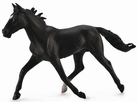 Standardbred Pacer Stallion Black