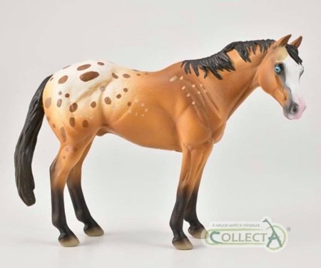 APPALOOSA STALLION