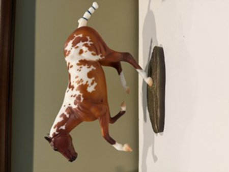Buenos Aires Paint Polo Pony Special