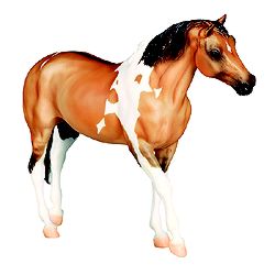 American Paint Horse